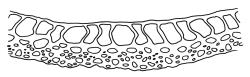 Campylopus introflexus, costa cross-section, c. 800 µm above insertion. Drawn from J.E. Beever 57–53, CHR 461823.
 Image: R.C. Wagstaff © Landcare Research 2018 